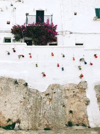 Close-up of white flowers on wall