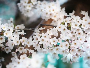 Close-up of white cherry blossoms