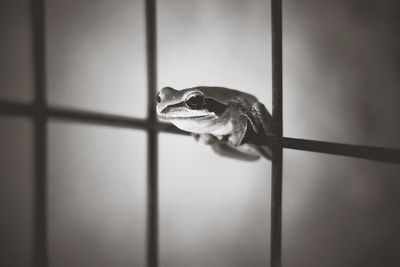 Close-up of lizard on window