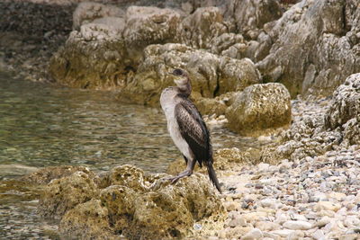 Croatian bird in parenzo