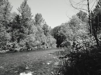 Scenic view of river in forest against clear sky