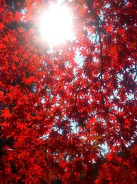 Low angle view of trees