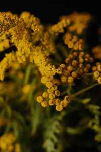 Close-up of yellow flowering plant on field