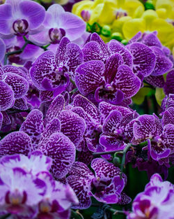 Full frame shot of purple flowering plants