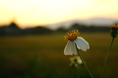 Close-up of flower blooming outdoors