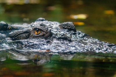 Close-up of turtle in lake