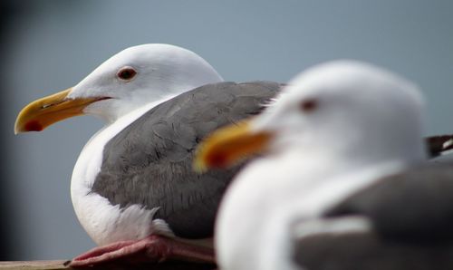 Close-up of seagulls looking away