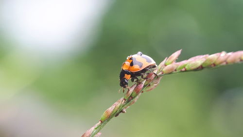 Close-up of ladybug on flower