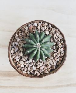 High angle view of potted plant on table