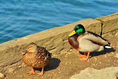bird