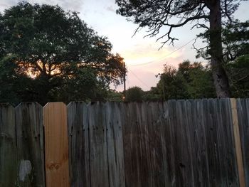 Close-up of tree against sky during sunset