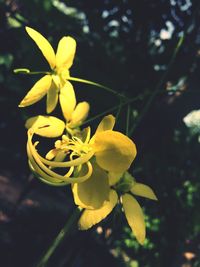 Close-up of yellow flowers