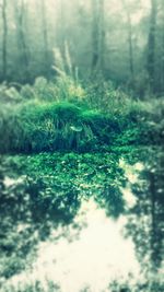 Close-up of fresh green plants in forest