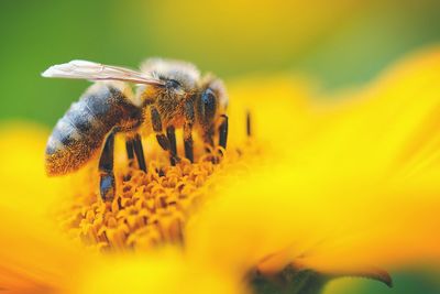 Extreme close up of insect on flower