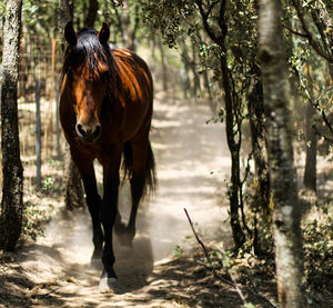 Horse portrait walking through the forest