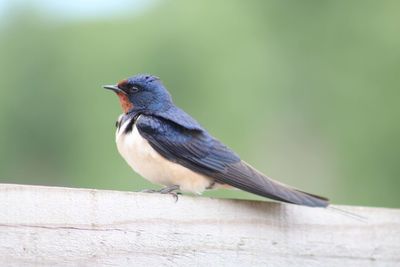 Close-up of bird perching on wood