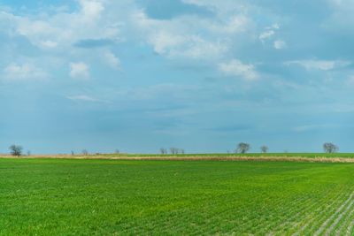 Scenic view of agricultural field against sky