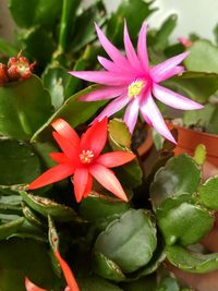 Close-up of pink flowering plant