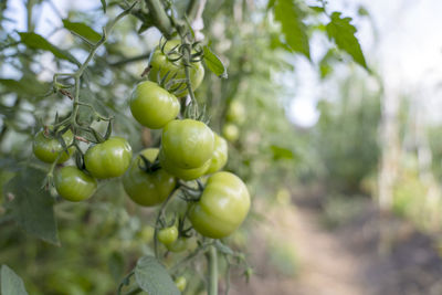 Close-up of tomatoes growing on tree