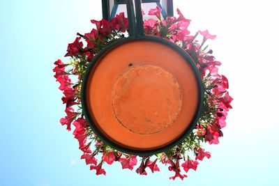 Directly above shot of pink rose flower against white background