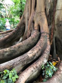 Close-up of tree trunk in forest