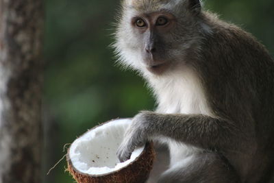 Monkey with coconut