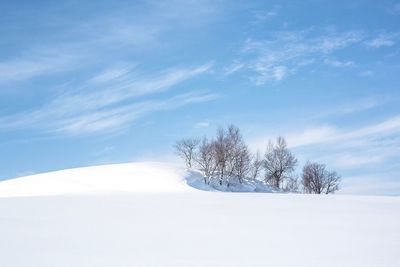 Bare trees on snow covered landscape