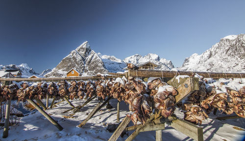 Snow covered mountain against clear blue sky