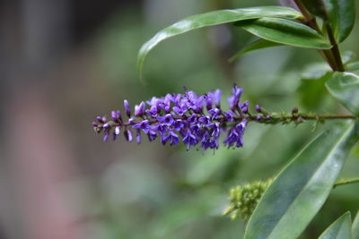 Close-up of purple flowering plant