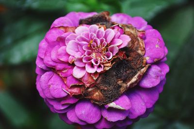 Close-up of wilted flower