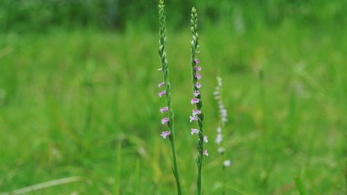 Close-up of purple flowering plant