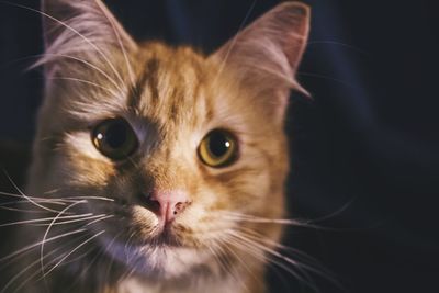 Close-up portrait of cat