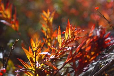 Close-up of orange flower tree