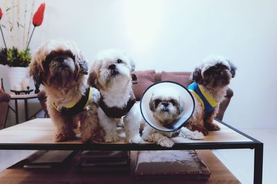 Dogs sitting on table