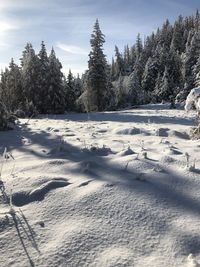 Trees on snow covered field against sky