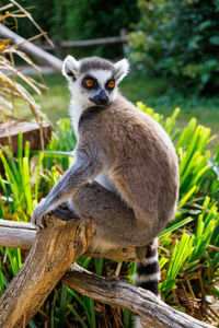 A ring-tailed lemur poses for the photographer at the zoo