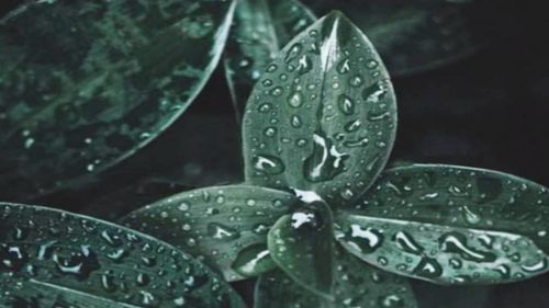 Close-up of raindrops on leaf