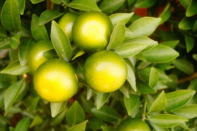 Close-up of fruits growing on tree