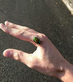 Close-up of hand holding lizard