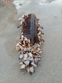 High angle view of shells on sand