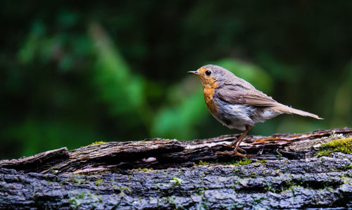 Close-up of bird perching on tree