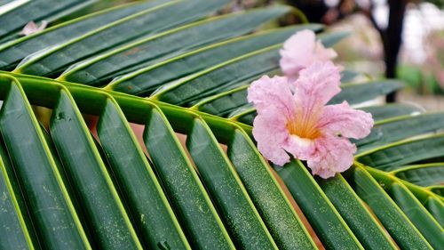 Close-up of leaf