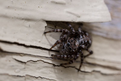 High angle view of fly on wood