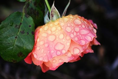 Close-up of pink rose