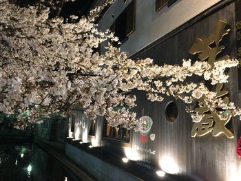 Low angle view of illuminated tree