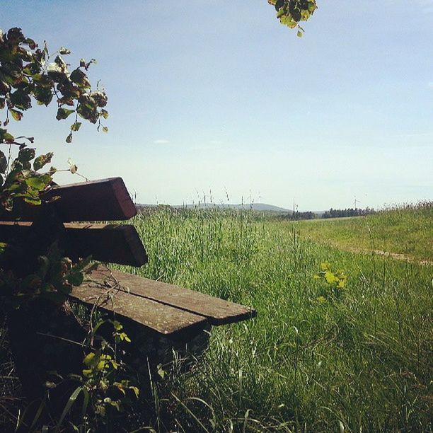 grass, tranquility, tranquil scene, growth, field, clear sky, tree, nature, scenics, beauty in nature, green color, sky, landscape, plant, bench, chair, grassy, absence, day, idyllic