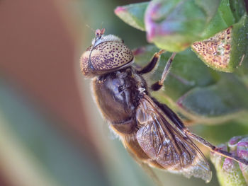 Close-up of bee pollinating flower