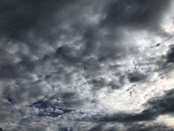 Low angle view of birds flying in sky