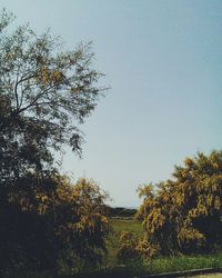 Trees on field against clear sky