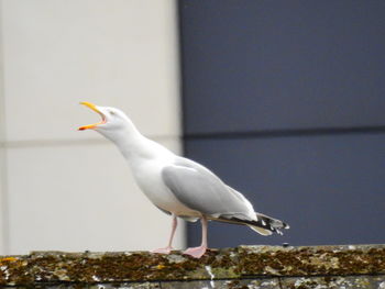 Close-up of seagull perching outdoors